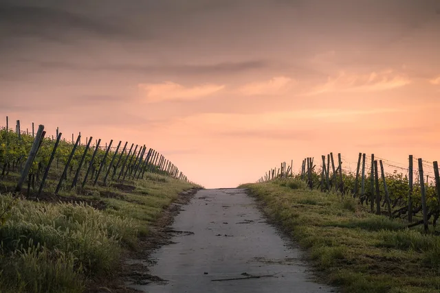 crops, dawn, road, path, farm, fences, farmland, rural, countryside, nature, dusk, fence, grass, landscape, light, narrow road, outdoors, pathway, sky, sunset, vegetation, wood. Rural NEMT Great Plains: Trip Loops, Fuel Use and Volunteers